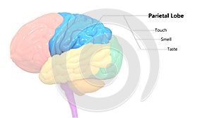 Central Organ of Human Nervous System Brain Lobes Parietal Lobe Anatomy photo