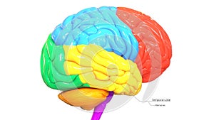 Central Organ of Human Nervous System Brain Lobes Temporal lobe Anatomy