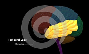 Central Organ of Human Nervous System Brain Lobes Temporal Lobe Anatomy