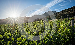 Central Otago vineyard in New Zealand with the bright sun in the background
