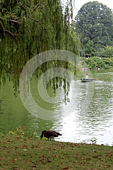 Central Park in an autumn cloudy day. New York