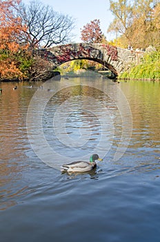 Central park autumn scene, New York