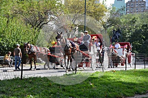 Central Park Carriage Horses