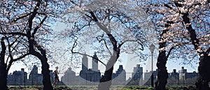 Central Park Cherry Blossoms New York photo
