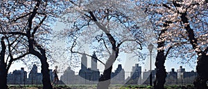 Central Park Cherry Blossoms New York