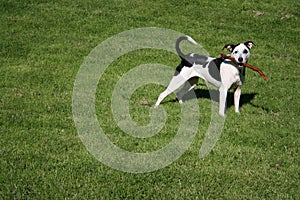 Central Park Dog