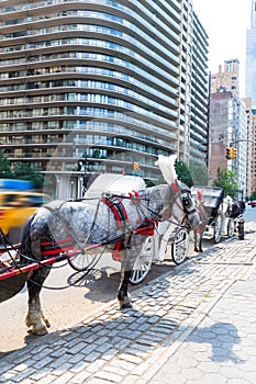 Central Park horse carriage rides in New York