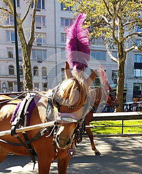 Central Park Horses, NYC, NY, USA