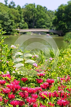 Central Park Manhattan New York US photo