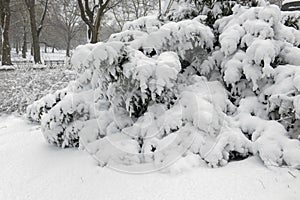 Central Park during middle of snowstorm with snow falling in New York City photo