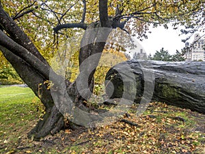 Central Park, New York City autumn