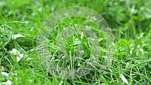 Central park in New York City. Green grass with dew rain droplets, close up look. 