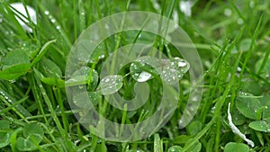 Central park in New York City. Green grass with dew rain droplets, close up look. 