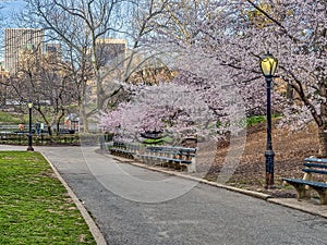 Central Park, New York City spring