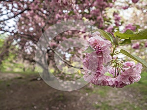 Central Park, New York City spring