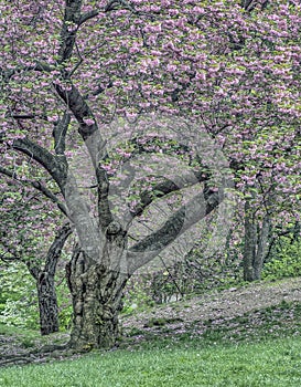 Central Park, New York City spring