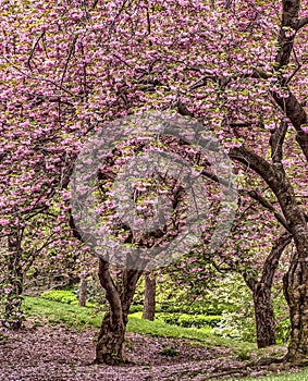 Central Park, New York City spring