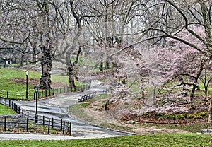 Central Park, New York City spring