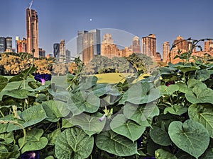 Central Park, New York City spring