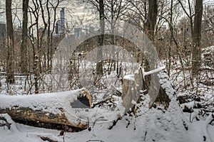 Central Park, New York City photo