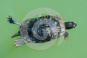 Central park new york turtle while swimming