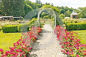 Central Park Rose Garden roses and metal bench