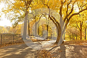 Central Park Scenic in Autumn, New York