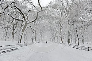 Central Park in the snow after snowstorm, New York City