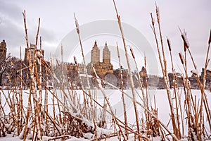 Central Park after the Snow Strom Linus