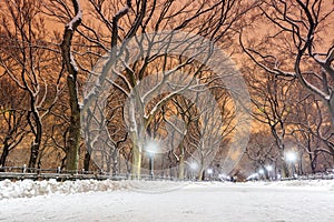 Central Park after the Snow Strom Linus