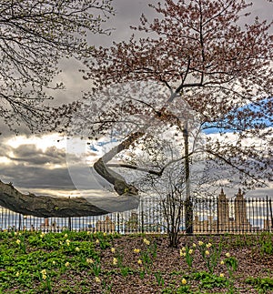 Central Park in spring