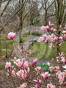 Central Park in spring