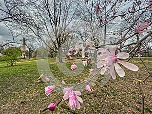 Central Park in spring