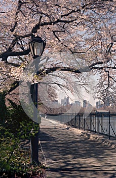 Primavera cereza flores  Estados Unidos de América 