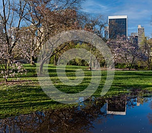 Central Park in spring with cherry trees