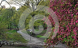 Central Park in spring in early morning