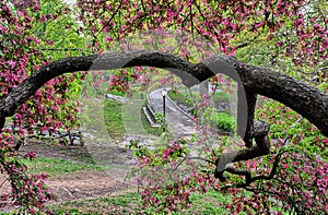 Central Park in spring, early morning under cherry tree