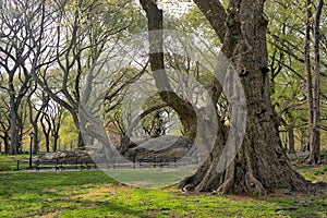 Central Park in spring, large trees near Mall