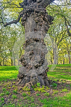 Central Park in spring, large trees near Mall