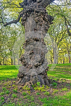 Central Park in spring,old tree