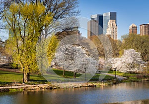 Central Park in Springtime, Blooming Yoshino Cherry Trees, New York