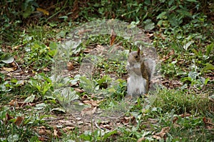 Central park squirrel