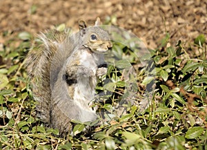 Central Park Squirrel