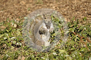 Central Park Squirrel