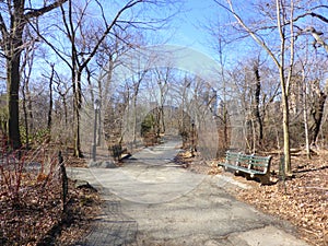 Central Park trees