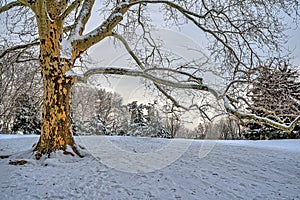 Central Park in winter after snow