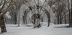 Central Park in winter , during snow storm