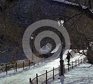 Central Park Winter Walk USA