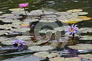 CENTRAL PARKS POND WITH PLANTS