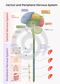 Central and Peripheral Nervous System